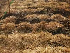 Мульчевание кустов соломой