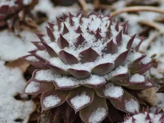 Суккуленты, легко зимующие в открытом грунте