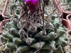 Зацвел Турбиникарпус