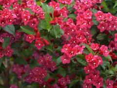 Вейгела Бристоль Руби (Weigela Bristol Ruby)