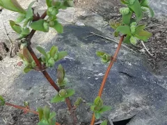 Бутоны на молодых кустиках жимолости