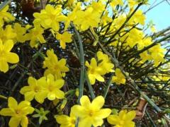 Жасмин голоцветковый