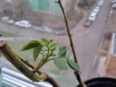 Не огорчила розочка без почек.