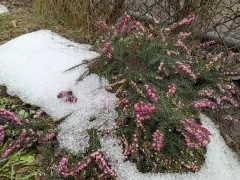 Последний снег и цветение эрики