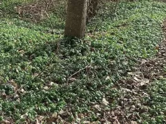 Ковер барвинка малого на поляне возле лесочка