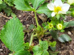 Земляника цветет, невзирая на холод