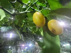 Урожай кумквата в нашей оранжерее