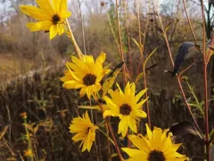 Удивительный  солнечный цветок - топинамбур