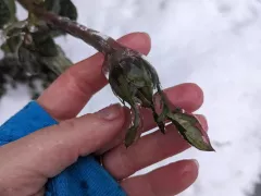 Вот и к нам пришло обледенение...