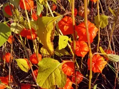 Сбежавший из клумбы физалис