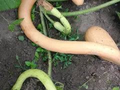 То ли тыква, то ли кабачок, но очень удачный выбор