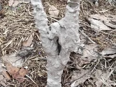 Как спасти обгрызенное дерево