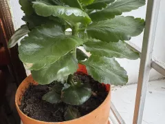 Комнатный целитель каланхоэ