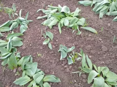 Возвратные заморозки - привычное дело в апреле