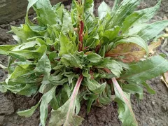 Мангольд на моей грядке.