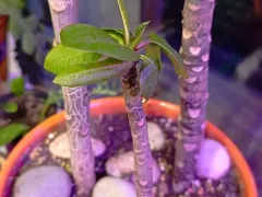 Три разных плюмерии в одном горшке