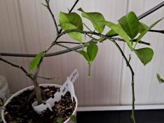 Апельсин Павловский