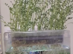 Выращивание зелени над аквариумом