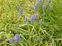 Мускари , разрослись и требуют пересадки.