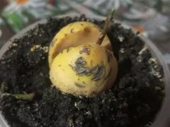 Как я выращивала авокадо