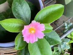 Странный кактус — переския 