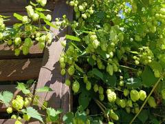Хмель обыкновенный (лат. Humulus lupulus)