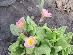 Южная примула начала распускать свои цветочки.