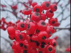 Необычный боярышник грушевый