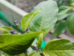 Картофельные деревья после зимовки. Продолжение.