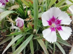 Гвоздика китайская. Взрослый куст и сеянцы. 