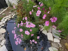 Еще немножко космей увезла в горшке из своего сада