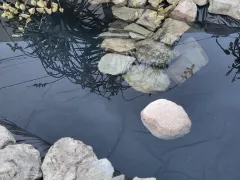 Обновленный пруд ожидает, когда к нему вернется жаба-певунья