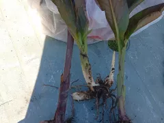 Канны, выкапываем на зимнее хранение.