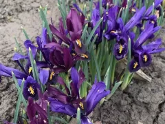 Иридодиктиум радует дружным цветением