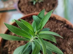 Ждём первого цветения китайской гвоздики из семян.