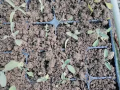 Шалфей. Самосев. 