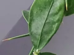 Начал цвести мой микроцитрус.