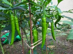 Перец острый зеленый (Capsicum annuum subsp. Longum)