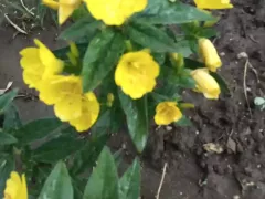 Разные виды многолетней энотеры. 