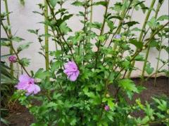 Сирийский гибискус Арденс (Hibiscus syriacus Ardens)