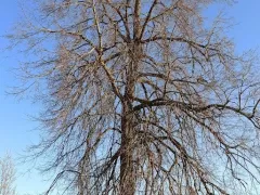 Ветвистая липа на моем участке 