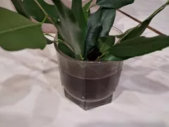 Опыт укоренения фикуса Бенджамина при помощи микоризы.