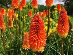 Рассаживаю разросшийся куст книфофии или когда зацветут небольшие куртины книфофии.