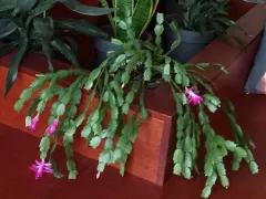 Мамин рождественник опять расцвел