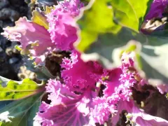 Начало сезона декоративной капусты. 