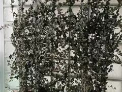 Плющ зимует в холодной веранде