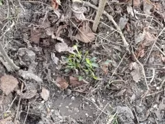 Посадил осенние астры и садовый жасмин