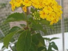 Лантана желтая (Lantana camara)