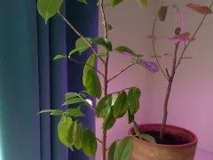 Зимовка гуанабаны