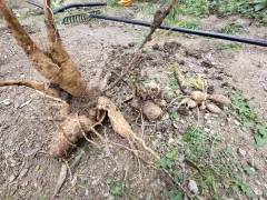 День георгин